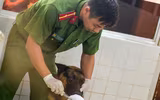 Xem cảnh khuyển tranh tài tấn công tội phạm, phát hiện ma túy, thuốc nổ